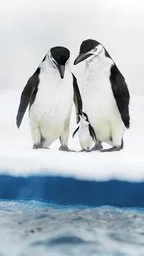 Cozy Penguin Family