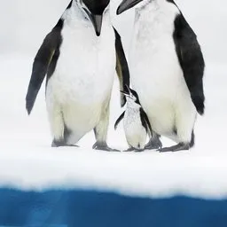 Cozy Penguin Family
