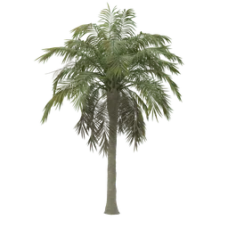Detailed 3D palm model with realistic textures for Blender rendering, ideal for tropical scene visualization.