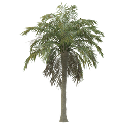 High quality palm
