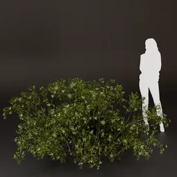 SJ-Golden Meadow Edge Bush