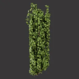 Realistic Hanging Vine Plant