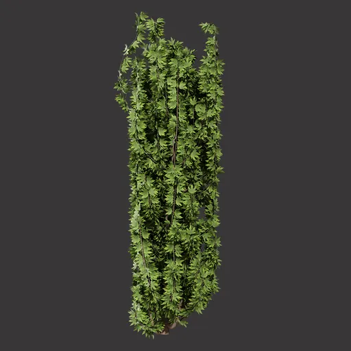 Realistic Hanging Vine Plant