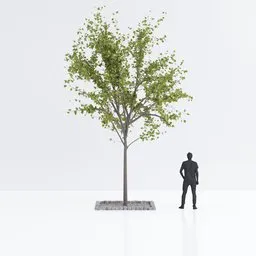 Realistic urban tree 3D model with a detailed trunk and lush leaves, compatible with Blender, for architectural visualization.