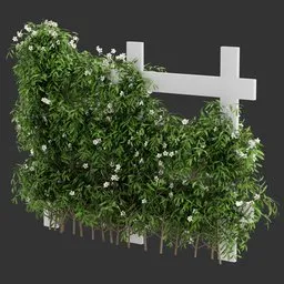 Flowering Divider Fence Climber Plant