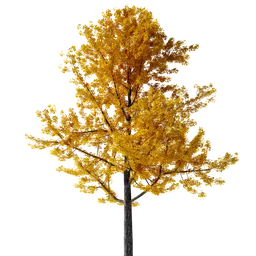 Detailed autumnal 3D render of a deciduous Gimko Tree with vibrant yellow foliage, compatible with Blender.