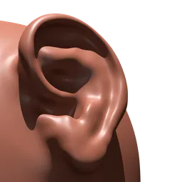 Human Ear Brush