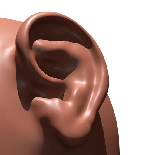 Detailed human ear sculpting brush for 3D modeling in Blender, ideal for facial features.