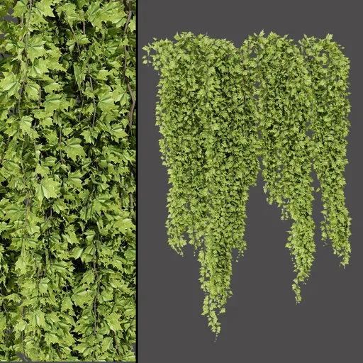 Trailing Foliage Plant