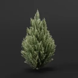 Detailed 3D model of a medium-sized Red Cedar Bush, perfect for blending into virtual gardens and outdoor scenes.