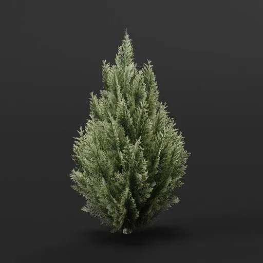 Detailed 3D model of a medium-sized Red Cedar Bush, perfect for blending into virtual gardens and outdoor scenes.
