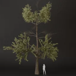 SJ-Forest Dew Pine Tree