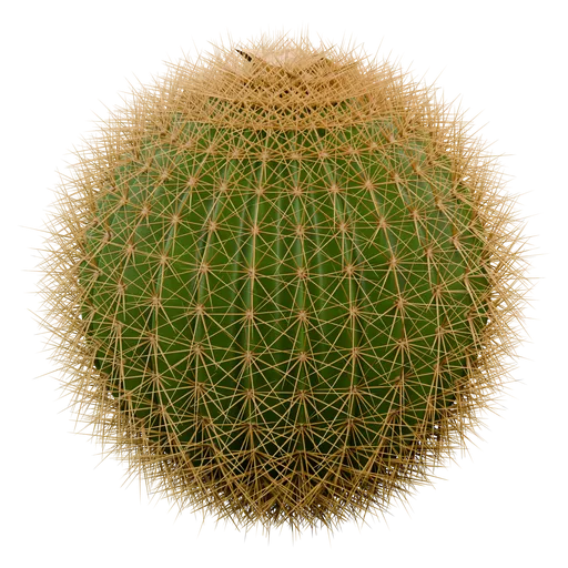 Procedural Cactus Material