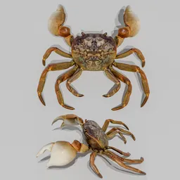 Shore Crab (Cyclograpsus) Rigged