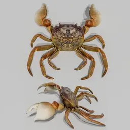 Shore Crab (Cyclograpsus) Rigged