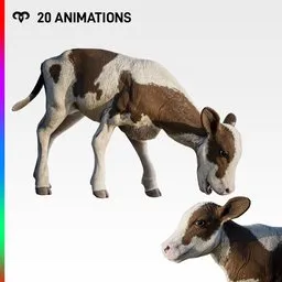Calf +Animations