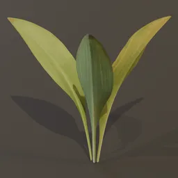 Haran Cast Iron Plant Sprout