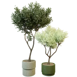 Realistic 3D indoor plants model with detailed textures and optimized polygons, ideal for Blender rendering.
