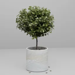Potted Eucalyptus Topiary Tree