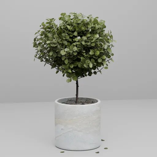 Potted Eucalyptus Topiary Tree