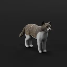 Cat rigged