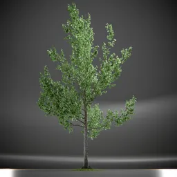 Tree Slender Silhouete Animated