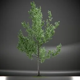 Tree Slender Silhouete Animated