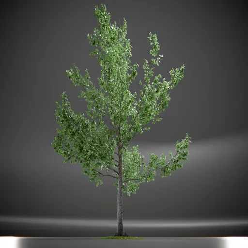 Tree Slender Silhouete Animated