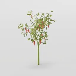 Thin Pepper Plant