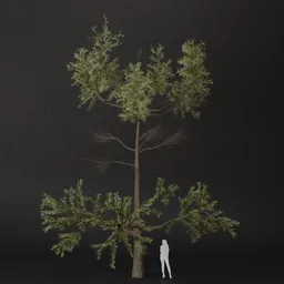 SJ-Blooming Hilltop Tree