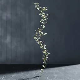 Realistic Blender 3D model of Tradeskancia garland with editable stem and geometry nodes, suitable for indoor nature scenes.
