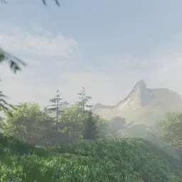 Forest Misty Morning