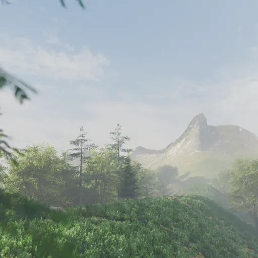 Forest Misty Morning