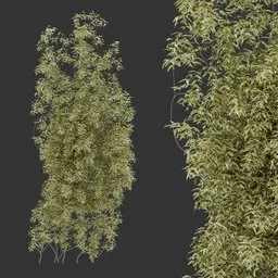 Simple Wall Climber Plant