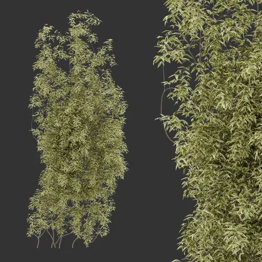 Simple Wall Climber Plant