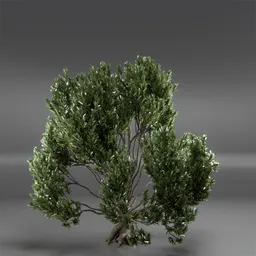 Tree Mugo Pine Animated