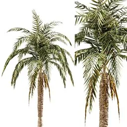 tree Palm