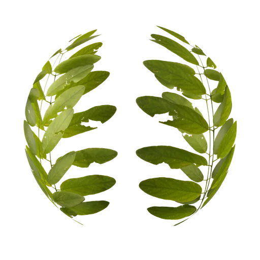 Leaves Atlas