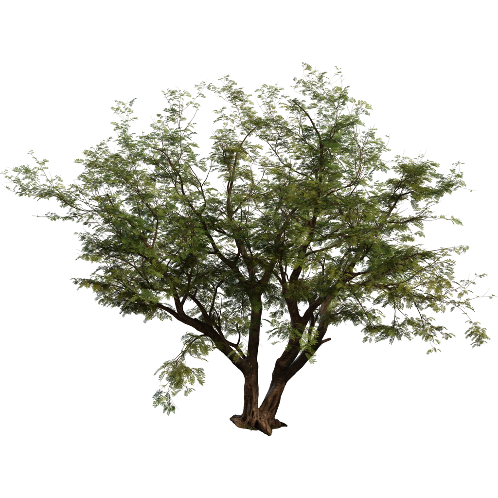 BlenderKit Download The FREE Jacaranda Tree Model blenderkit-download-the-free-jacaranda-tree-model