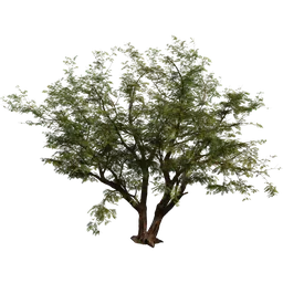 Jacaranda Tree