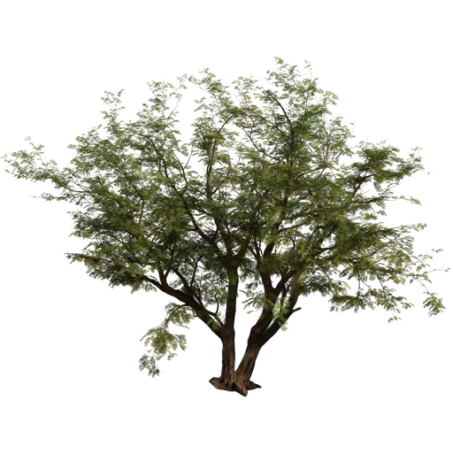 Jacaranda Tree