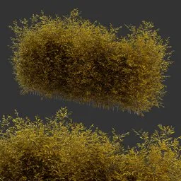 Multiple Bush Autumn Plant