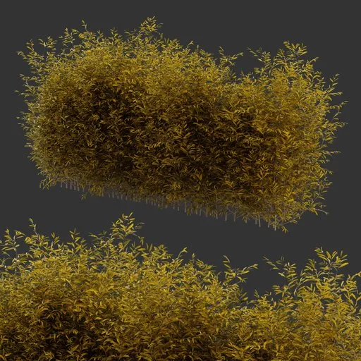 Multiple Bush Autumn Plant