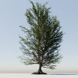 Detailed 3D tree model with visible roots suitable for Blender rendering and animation projects.