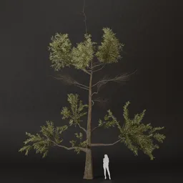 SJ-Summer Sky Forest Pine