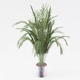 "Chamaedorea Elegans set 01 - Realistic 3D model of indoor nature. Perfect for industrial plant or home decor. High detail and accuracy in Blender 3D software."