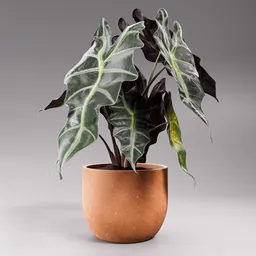 Alocasia Potted Plant