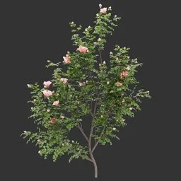 Flowering Wall Bush Plant