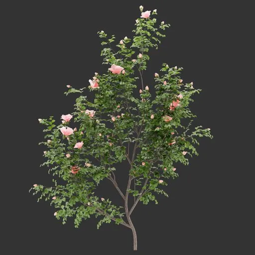 Flowering Wall Bush Plant