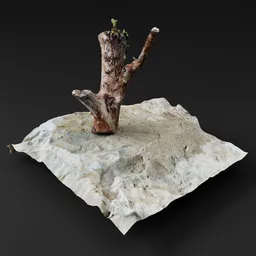 Weathered Tree Stump